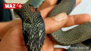 Hattingen: Hier finden Sie Hilfe bei Problemen mit Schlangen - WAZ News