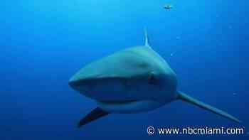 More Sharks Equals Healthier Ocean, Expert Says