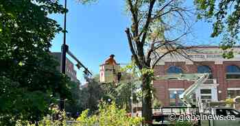 First Dutch elm cases of the season discovered in Regina