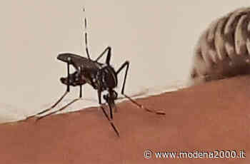 Carpi: la lotta alle zanzare anche durante feste e manifestazioni - Modena 2000