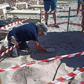 Una tartaruga marina ha nidificato a Marina di Massa - Greenreport: economia ecologica e sviluppo sostenibile