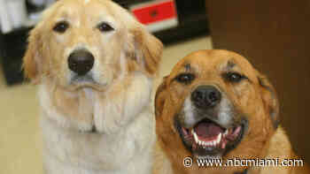 Miami Dade County Animal Services Waives Fees During National Adoption Week