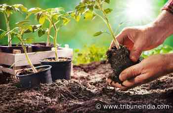 80,000 saplings to be planted at Mattewara forest in Ludhiana district - The Tribune India