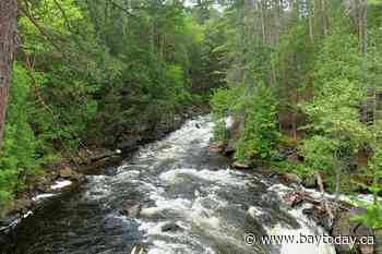 It's 'forest bathing' time at Eau Claire Gorge - BayToday.ca