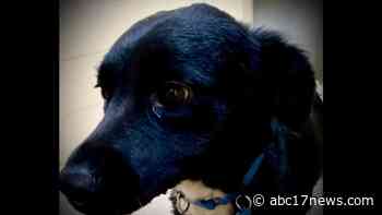 Dog Saves Life Of Owner After He Falls In Tahoe National Forest - ABC17News.com