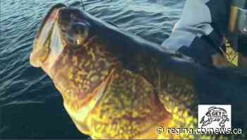 Saskatchewan's official fish: #JustCurious | CTV News - CTV News Regina