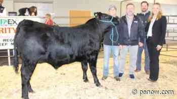 Canwood 4H Beef Club Charity Steer - paNOW