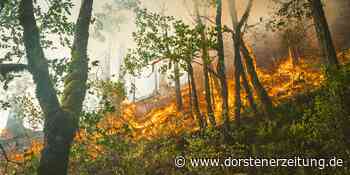 Hohe Waldbrandgefahr im Kreis Coesfeld am Donnerstag: Deutscher Wetterdienst warnt - Dorstener Zeitung