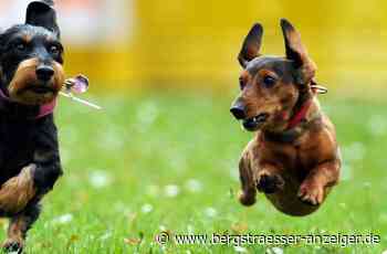 Steuerliche Entlastung für Tierheimhunde in Heppenheim - Heppenheim - Nachrichten und Informationen - Bergsträßer Anzeiger