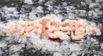Coldwater shrimp sector tense as UK faces Greenland tariffs, lack of Canadian supply - Undercurrent News