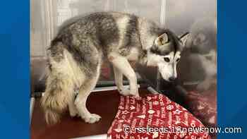 Lemonade stand aims to raise money for neglected husky dogs at the Norfolk SPCA