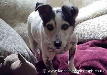 Neglected Jack Russell with skin condition finds forever home