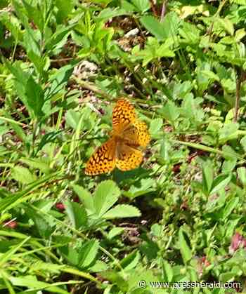 Inside New Gloucester: July 15 - Portland Press Herald - Press Herald