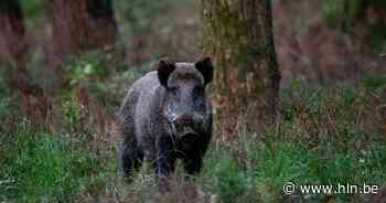 Belgische toeristen ontsnappen aan everzwijnaanval door in boom te klimmen - Het Laatste Nieuws