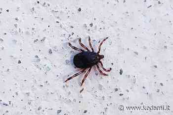La zecca gigante tropicale avvistata in provincia di Lecco - Kodami