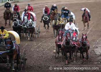 Horse put down following injury during Calgary Stampede chuckwagon races - Lacombe Express