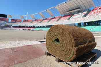 Bari, arriva Bermuda Grass, nuovo prato del San Nicola. Petruzzelli: "Abboniamoci" - La Bari Calcio