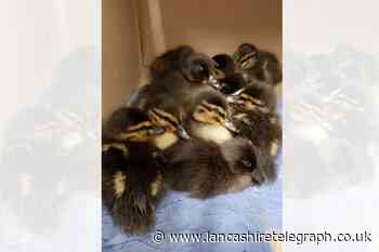 Motorists stopped on M65 close to Blackburn for traffic officers to rescue 9 ducklings