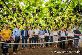 Tien cursisten halen diploma tafeldruiventeler - De Standaard