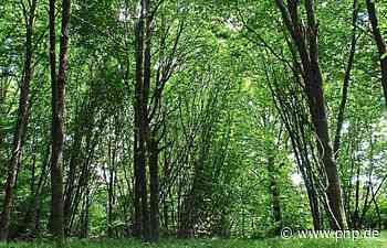 Die Waldbauern können durchatmen - Lkr. Passau - Passauer Neue Presse - PNP.de