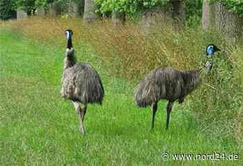 Ausgebüxte Emus sorgen für Verwirrung in Beverstedt - nord24