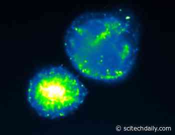 How an Algae-Eating Bacterium Solves a Major Environmental Engineering Challenge