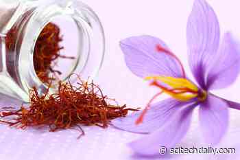 Saffron: A Safe and Effective Natural Therapy for Arthritis Sufferers?