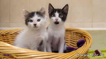 Vermittlung Tierheim Schwedt: Kleine Katzen sind unzertrennlich - ein gemeinsames Zuhause soll es sein - Märkische Onlinezeitung