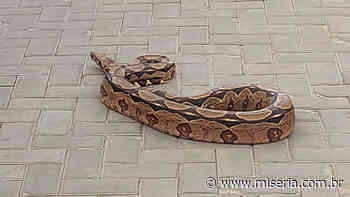 Moradores reclamam de aparecimento de cobras em condomínio de Juazeiro - miseria.com.br