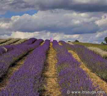 Family-owned lavender farm in Milton now open for the season | inHalton - insauga.com