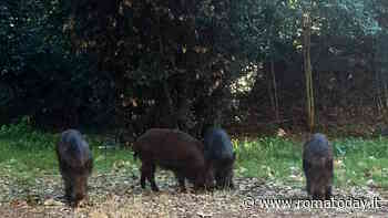 Peste suina, la Regione vuole aumentare ancora gli abbattimenti di cinghiali. Ecco il piano