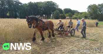 30-tal vrijwilligers oogsten nu al koren in Merksplas-kolonie voor kerststal op Brusselse Grote Markt - VRT NWS