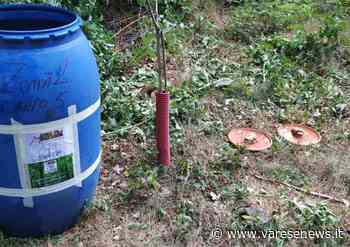 I boschi di Samarate "invasi" dalle pecore: "Istituzioni assenti" - varesenews.it