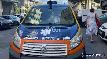 È vivo il gatto caduto ieri dal sesto piano di un palazzo di via Calamaro a Savona - IVG.it