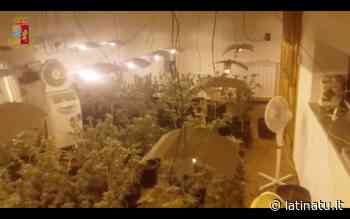 "L'ERBA DEL VICINO" TRA APRILIA E VELLETRI: CONDANNATI PER LO SPACCIO DI MARIJUANA - Latina Tu