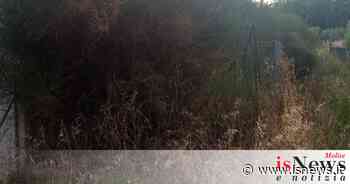 Isernia, erba alta due metri a Colle Pagano: la protesta dei cittadini - isnews.it