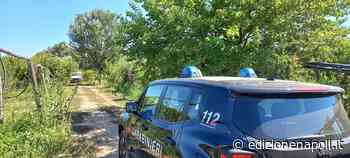 Piantagione da Narcos sul litorale: trovato 150 chili di erba e 632 esemplari di cannabis - Edizione Napoli