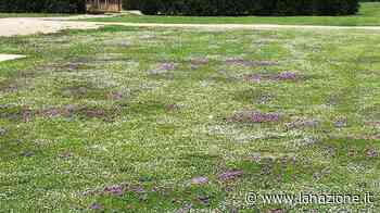 Un nuovo tipo di erba per rinnovare i parchi Via alla sperimentazione - LA NAZIONE