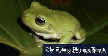 ‘A complicated murder mystery’: What’s killing Sydney’s frogs? - Sydney Morning Herald