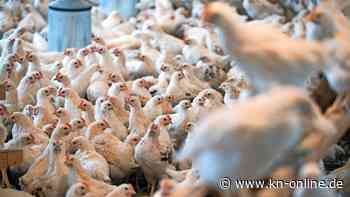 Geflügelpest bricht in Gänse- und Hähnchenmast bei Flensburg aus