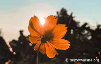 Outdoor ‘Peace Concert’ to be held in Harrow - Harrow Online