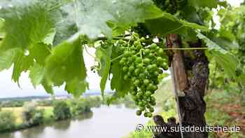 Agrar - Freiburg im Breisgau - Weinbaubetriebe leiden unter den Folgen des Krieges - Wirtschaft - SZ.de - Süddeutsche Zeitung - SZ.de