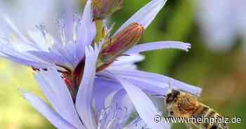 Mäharbeiten am Straßenrand: Lebensraum von Insekten zerstört - Steinfeld/Schaidt - Rheinpfalz.de