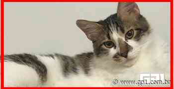 Psicóloga oferece R$ 500 para quem achar gato desaparecido em Timon - GP1