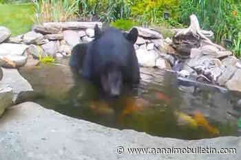 VIDEO: Bear cools off in pond, scared away by koi carp - Nanaimo Bulletin