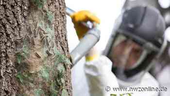 Gemeinde Garrel arbeitet an weiterem Vorgehen: Flut an Meldungen zum Prozessionsspinner - Nordwest-Zeitung