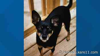 2 dogs found safe after St. Paul kennel burglary