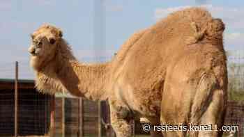 Employee 'doing well' after being bit, dragged by camel in Stearns County