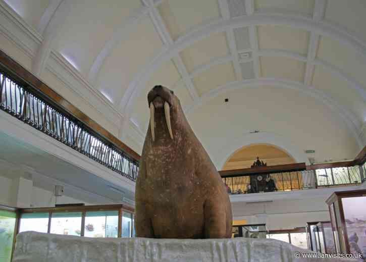 London’s stuffed walrus museum wins top museum prize