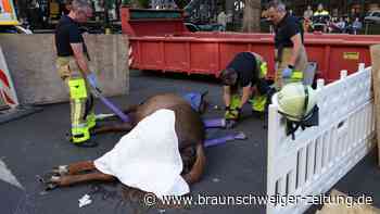 Pferd bricht bei Schützenumzug in Düsseldorf tot zusammen
